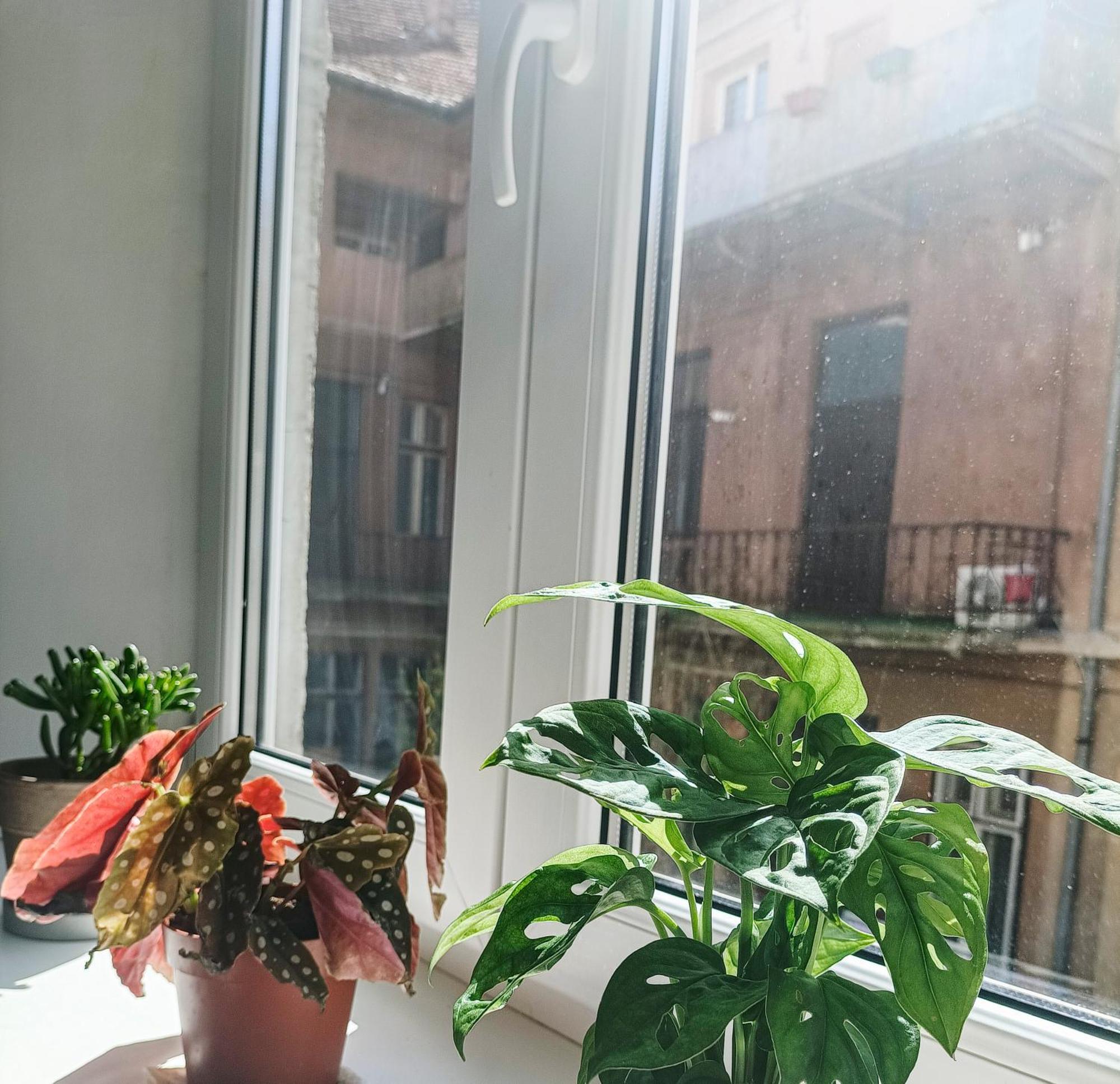 Apartment Friendly Little